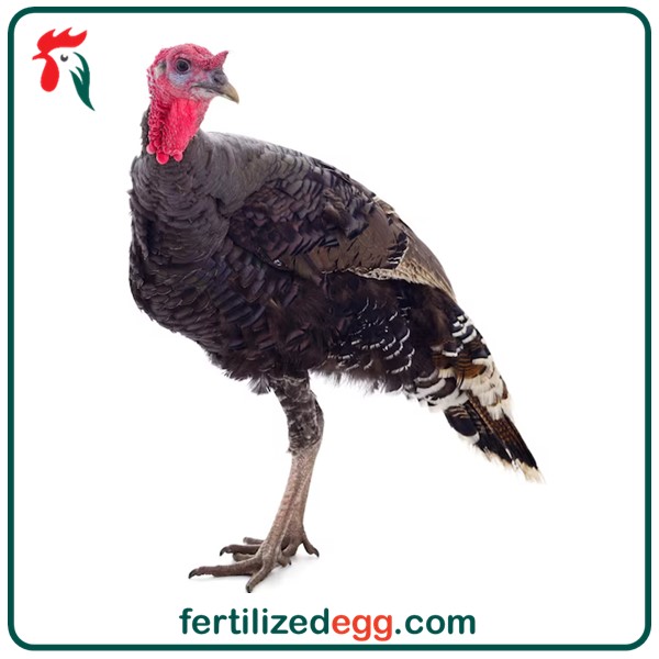 تخم نطفه دار بوقلمون انگلیسی 